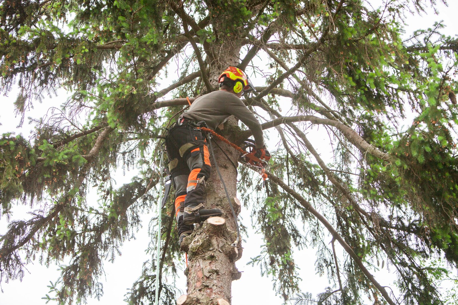 tree service provider with chainsaw in spruce tree sawing branches off the tree