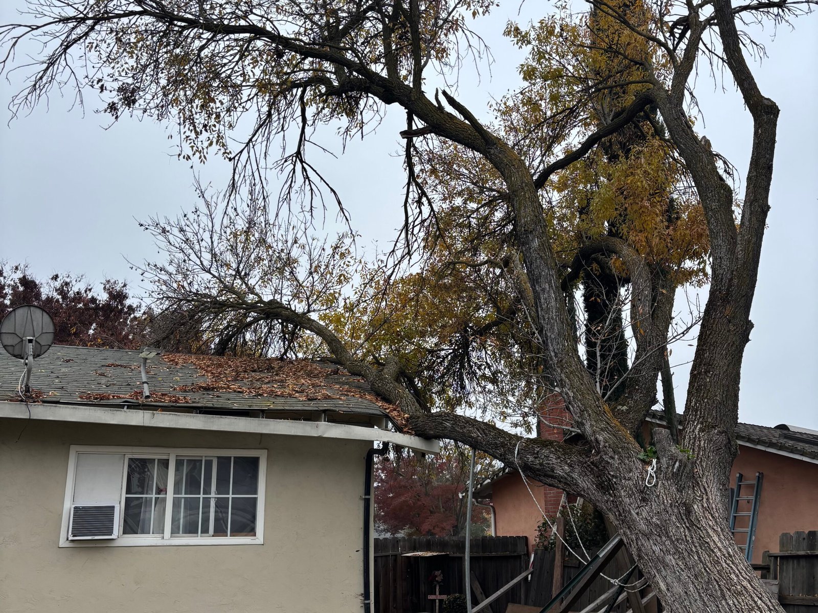 a large tree fallen over onto the roof of a home due to storm winds