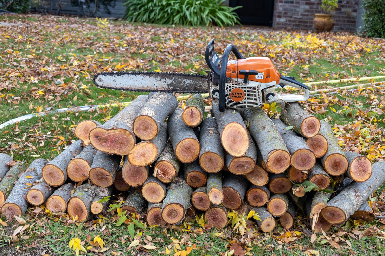 tree logs of a removed tree and a chainsaw resting on top of the logs